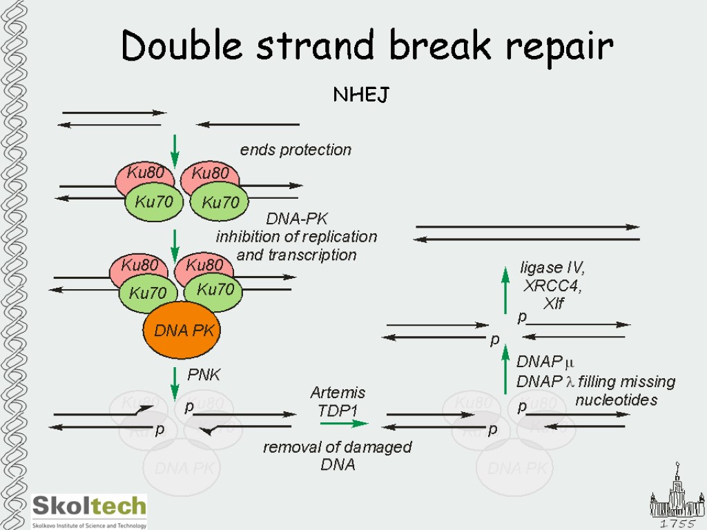 Double strand break repair NHEJ